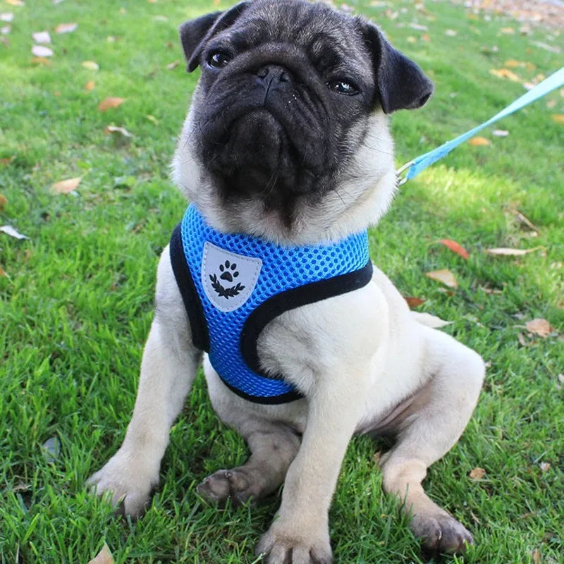 Tactical Dog Vest & Collar Set - Chest Strap Harness for Small Breeds