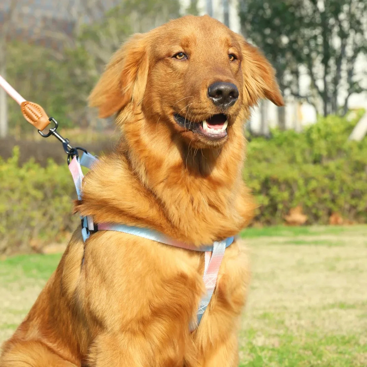 Small Dog Chest Harness with Leash Set - Puppy Training Kit