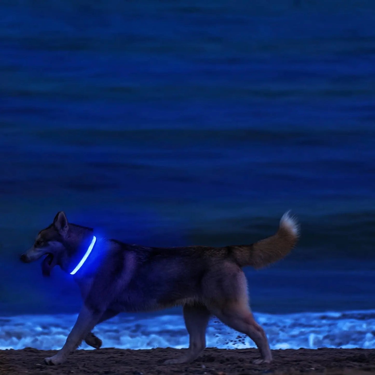 LED Dog Collar - Rechargeable Safety Light for Night Walking