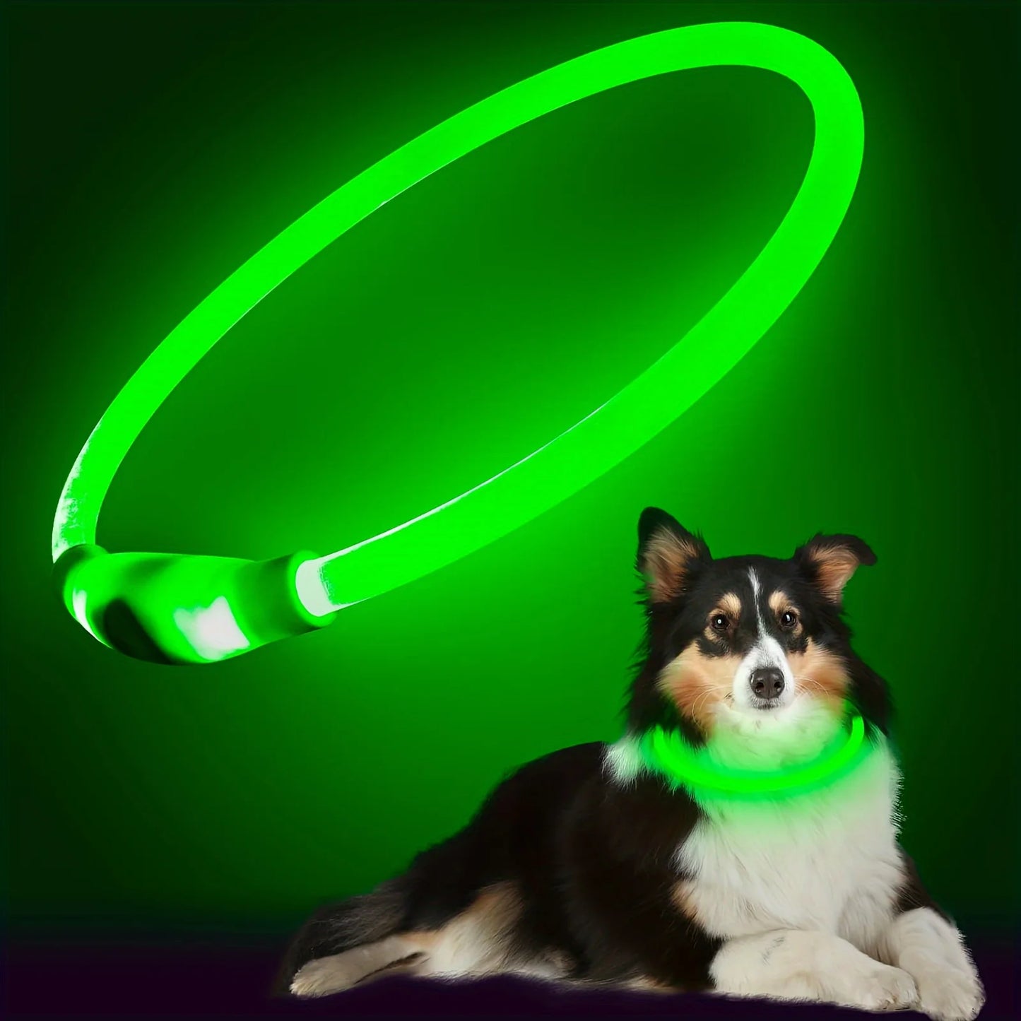 Collier lumineux LED pour chien - Collier de sécurité rechargeable par USB pour une visibilité nocturne