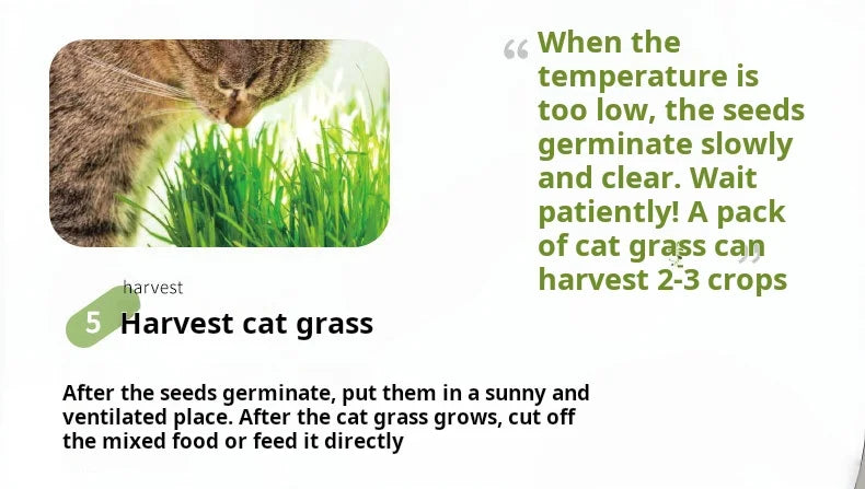 Hydroponic Cat Grass Growing Kit - Soilless Planting Set for Fresh Cat Treats