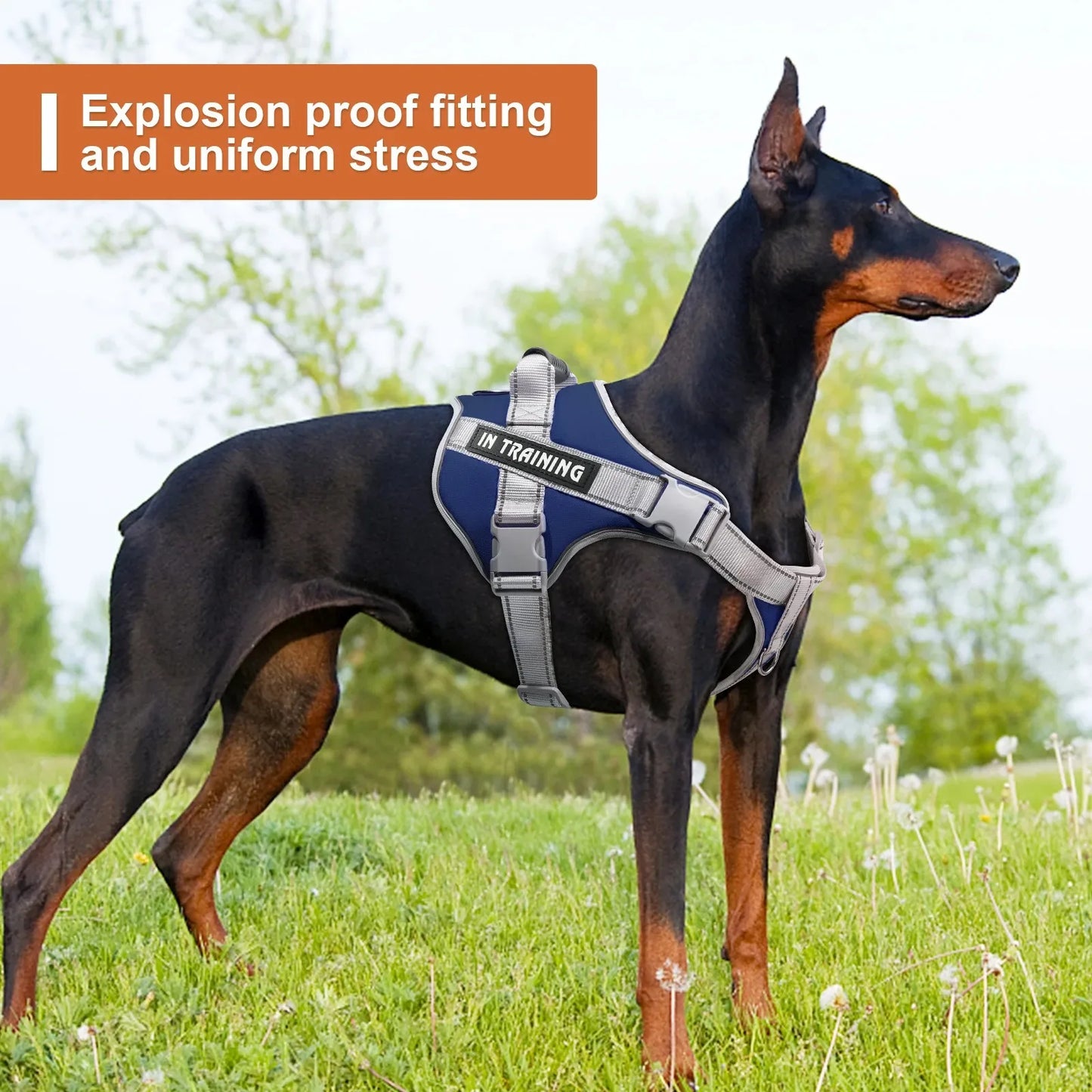 Puppy Harness with Leash - Small to Large Dog Training Set