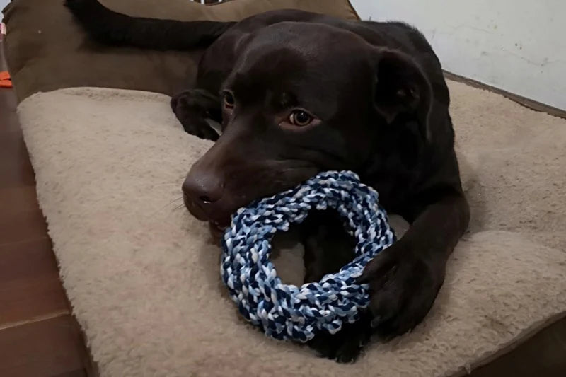 Round Rope Chew Toy for Medium & Large Dogs