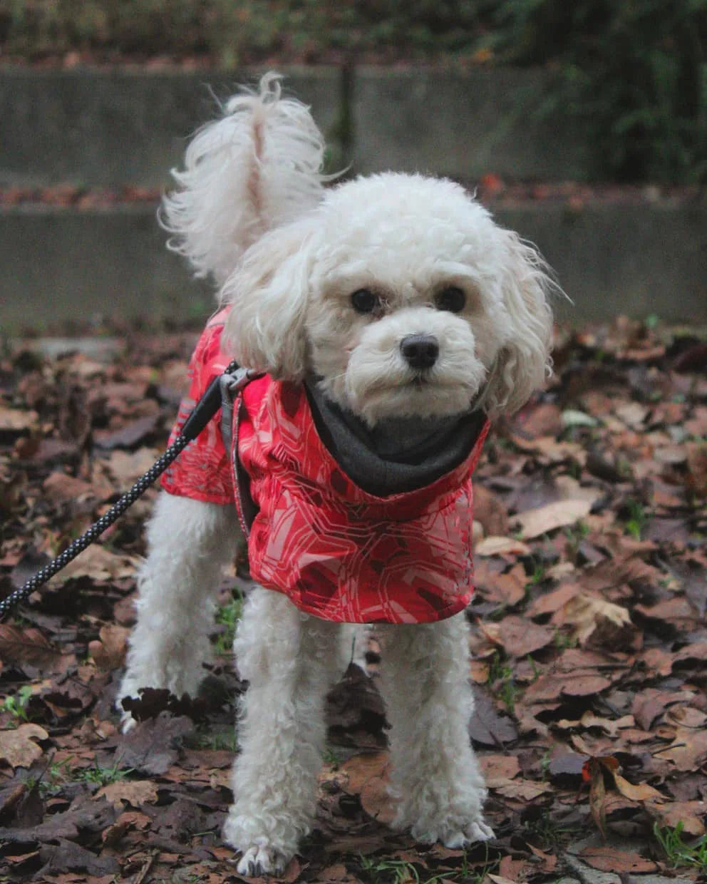 Waterproof Winter Dog Jacket – Warm Outfit for Small, Medium & Large Dogs