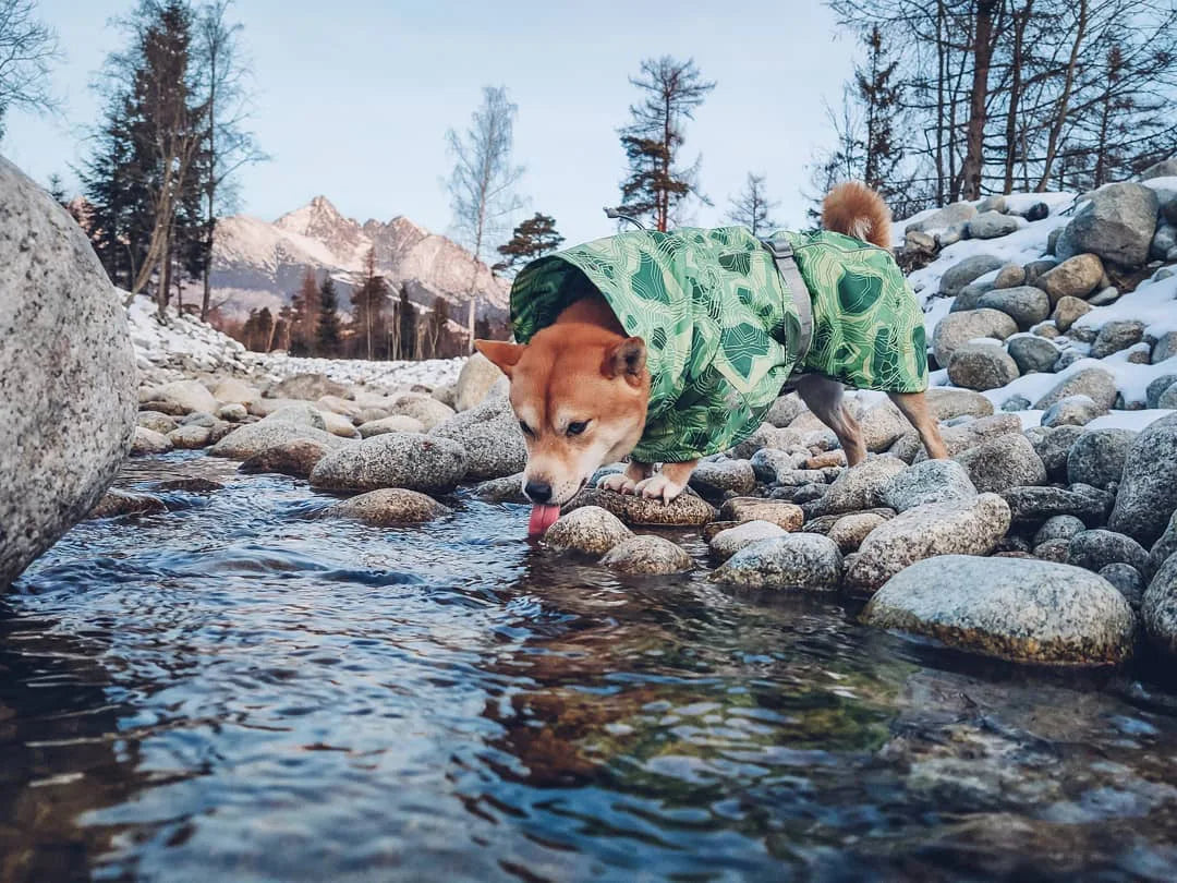Waterproof Winter Dog Jacket – Warm Outfit for Small, Medium & Large Dogs