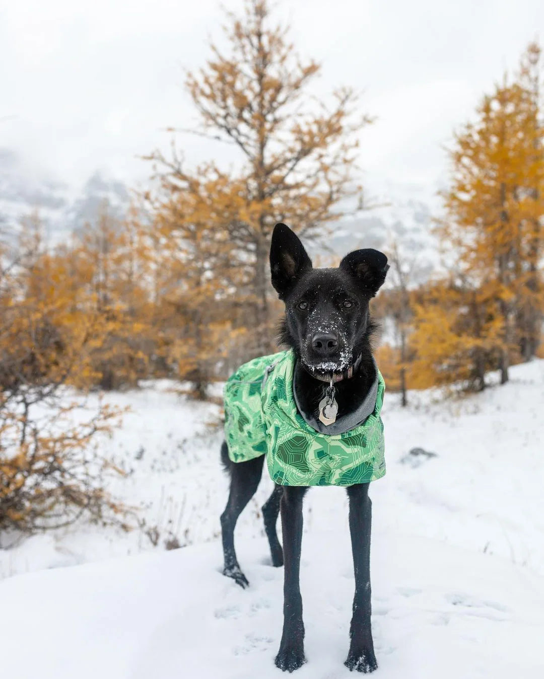 Waterproof Winter Dog Jacket – Warm Outfit for Small, Medium & Large Dogs