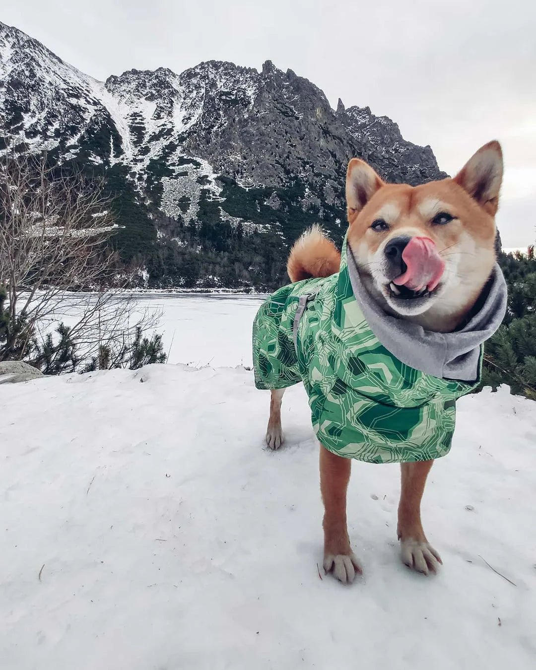Waterproof Winter Dog Jacket – Warm Outfit for Small, Medium & Large Dogs