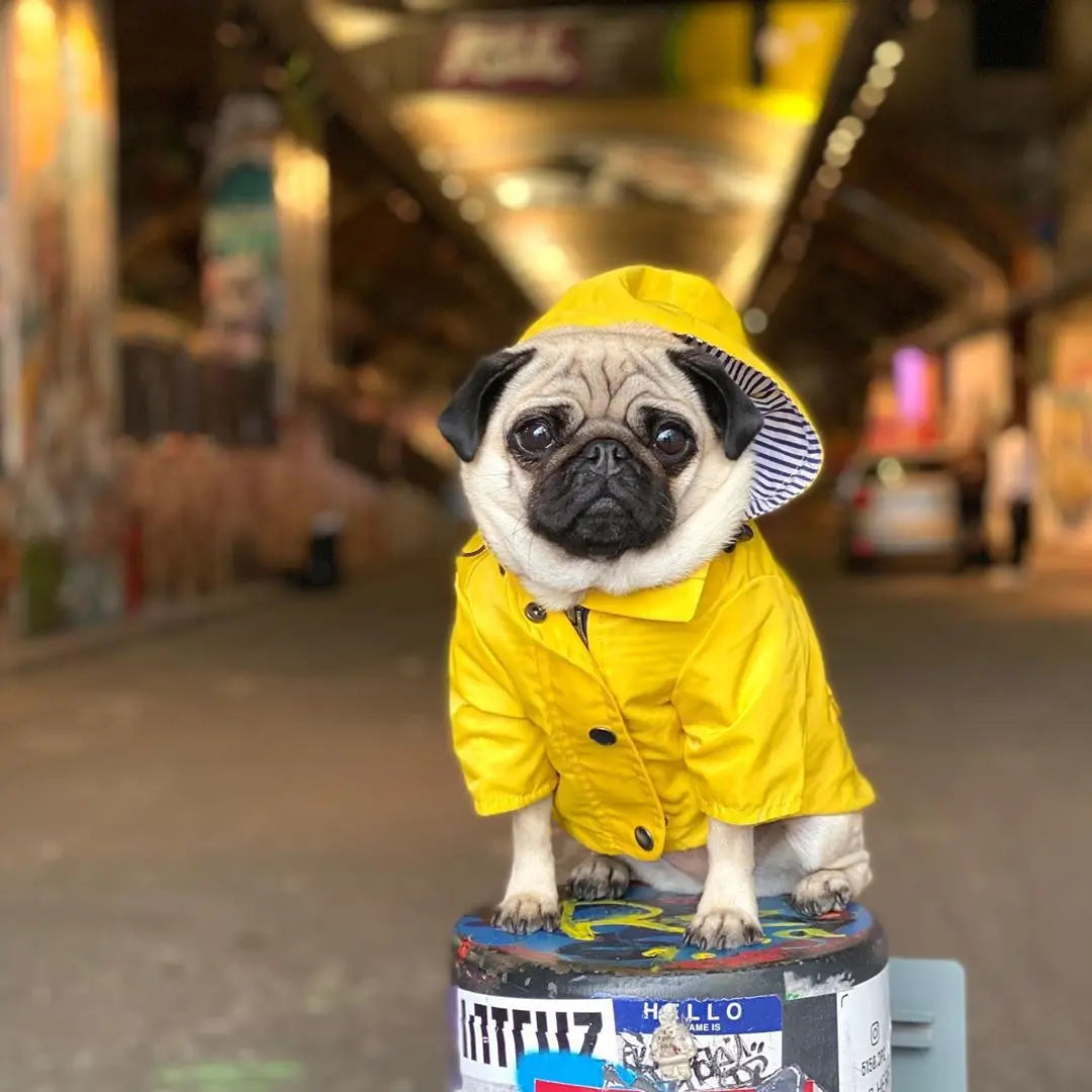 Waterproof Windproof Dog Sport Hoodie Coat