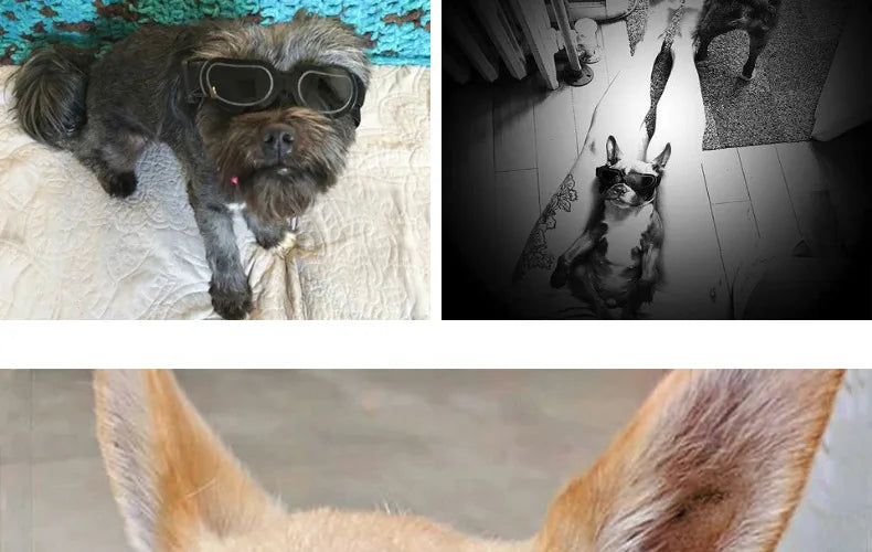 Adjustable Dog Sunglasses & Goggles