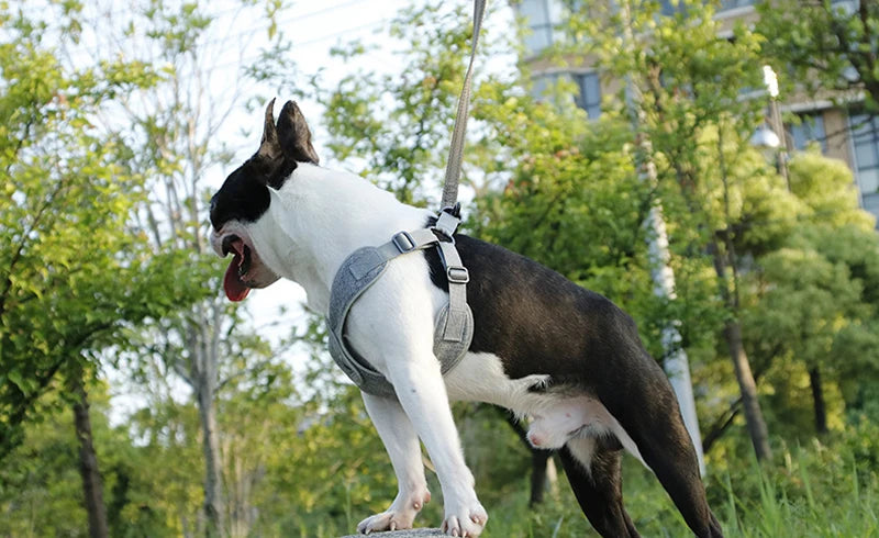 Reflective Mesh Dog Harness & Leash Set for Small & Medium Dogs
