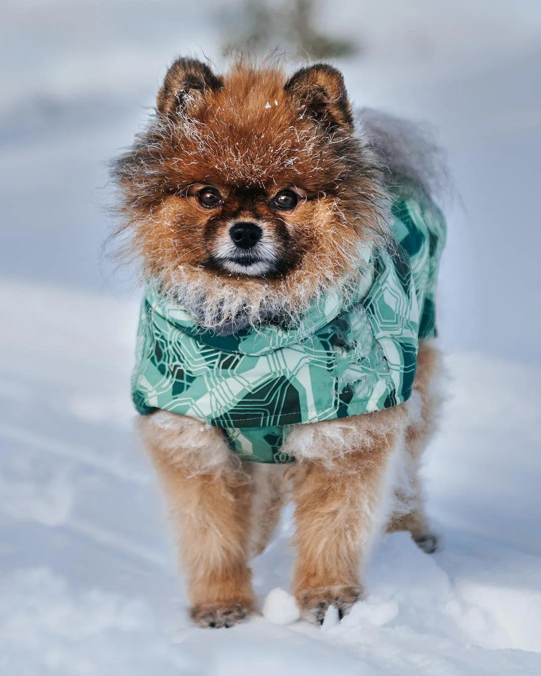 Waterproof Winter Dog Jacket – Warm Outfit for Small, Medium & Large Dogs