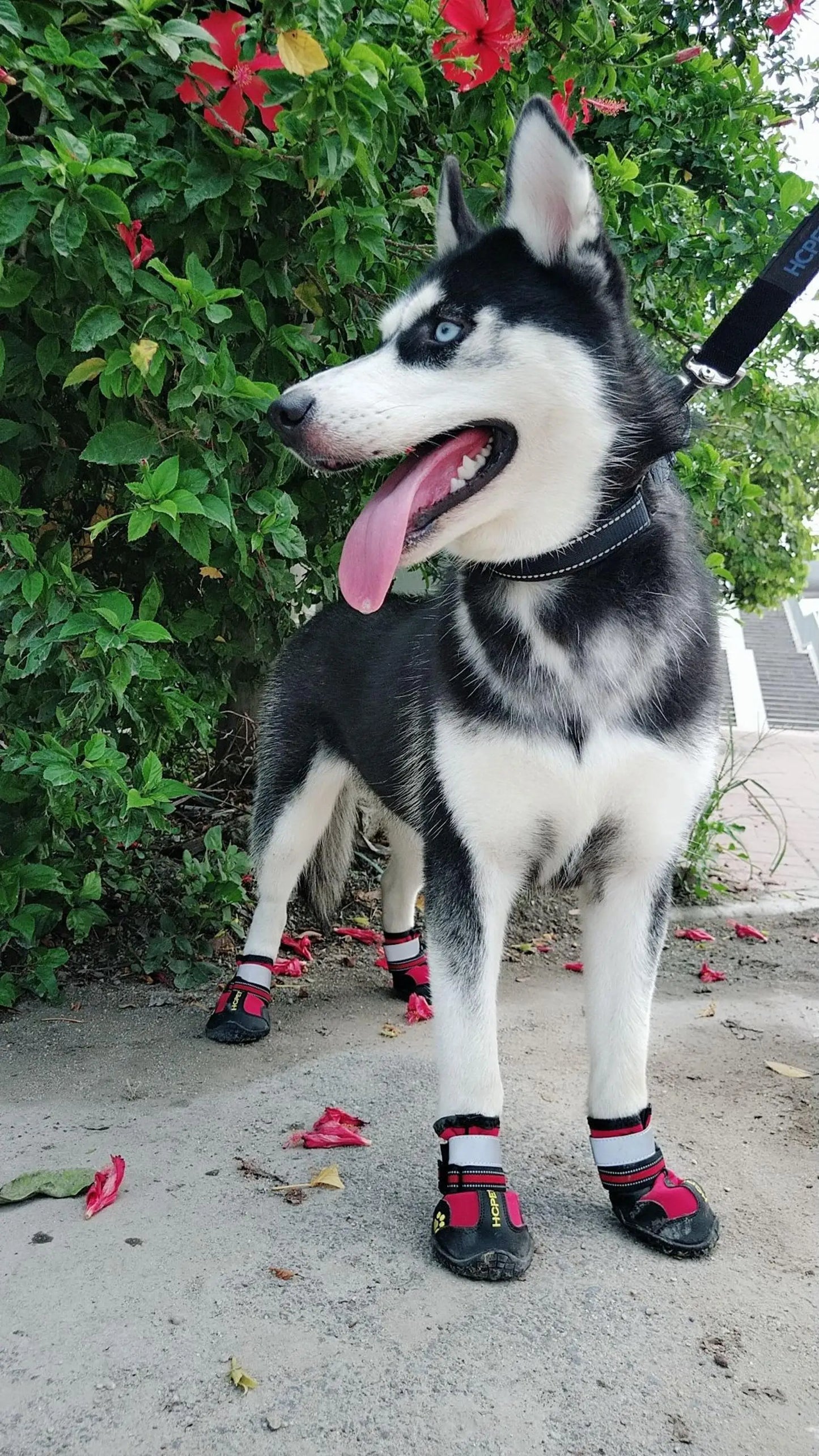 Reflective Waterproof Anti-Slip Dog Boots (Set of 4)