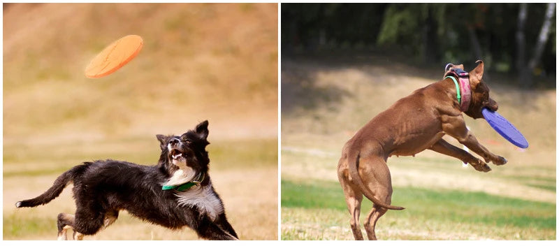 TPR Dog Flying Disc Toy
