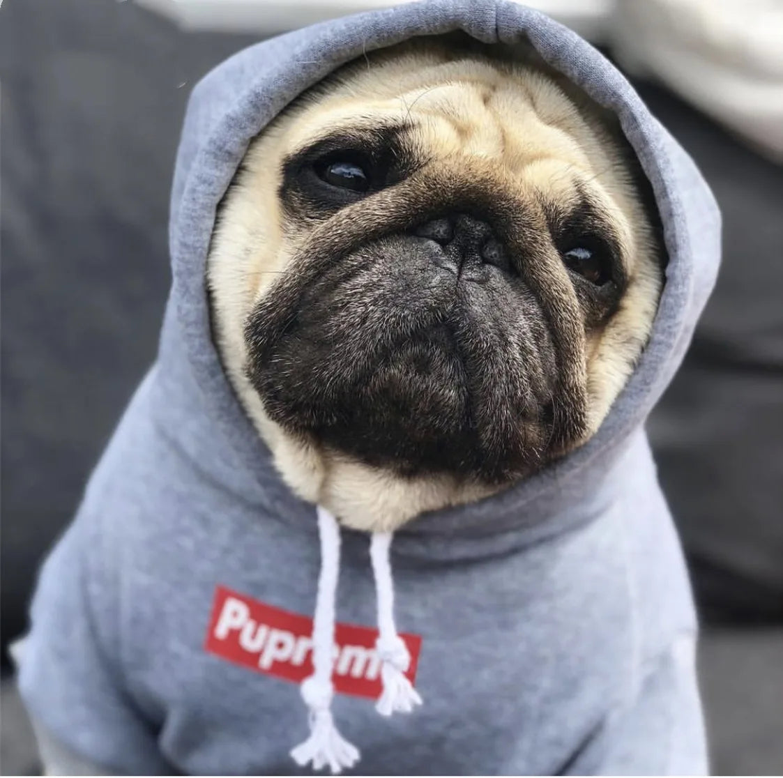Plush Cotton Hoodie Jacket for Dogs & Cats