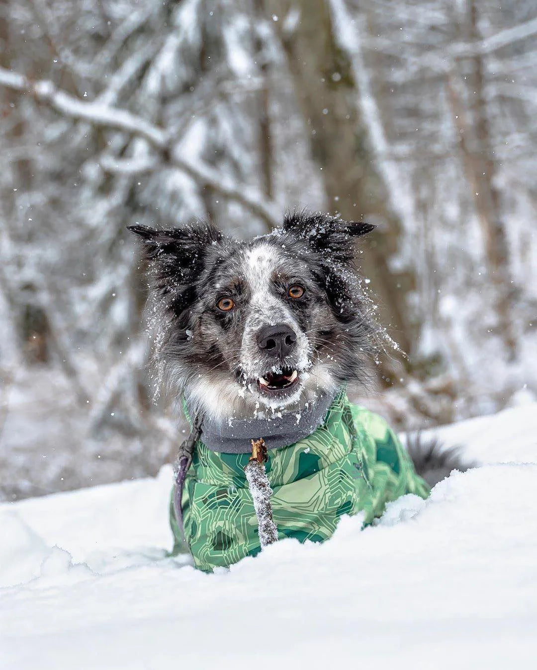 Waterproof Winter Dog Jacket – Warm Outfit for Small, Medium & Large Dogs