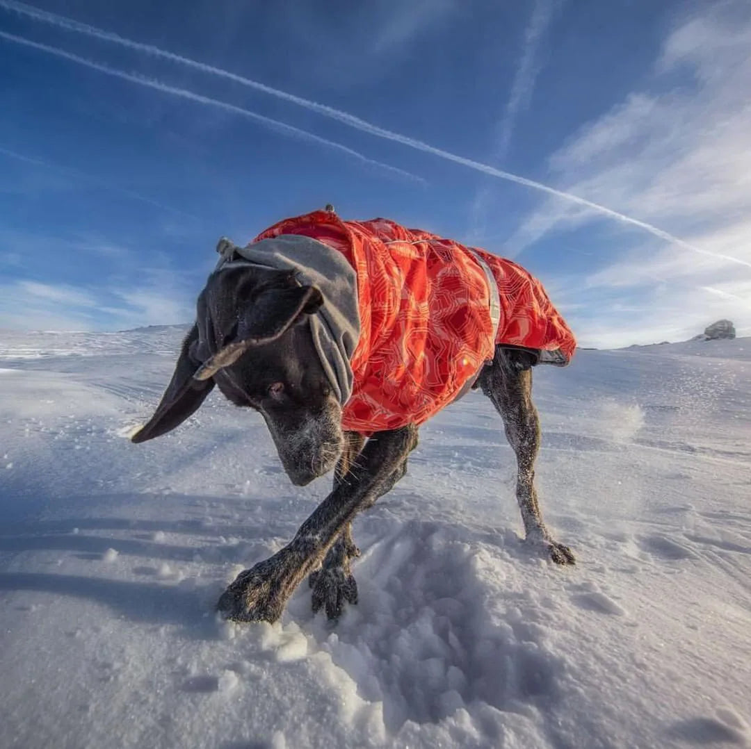Waterproof Winter Dog Jacket – Warm Outfit for Small, Medium & Large Dogs