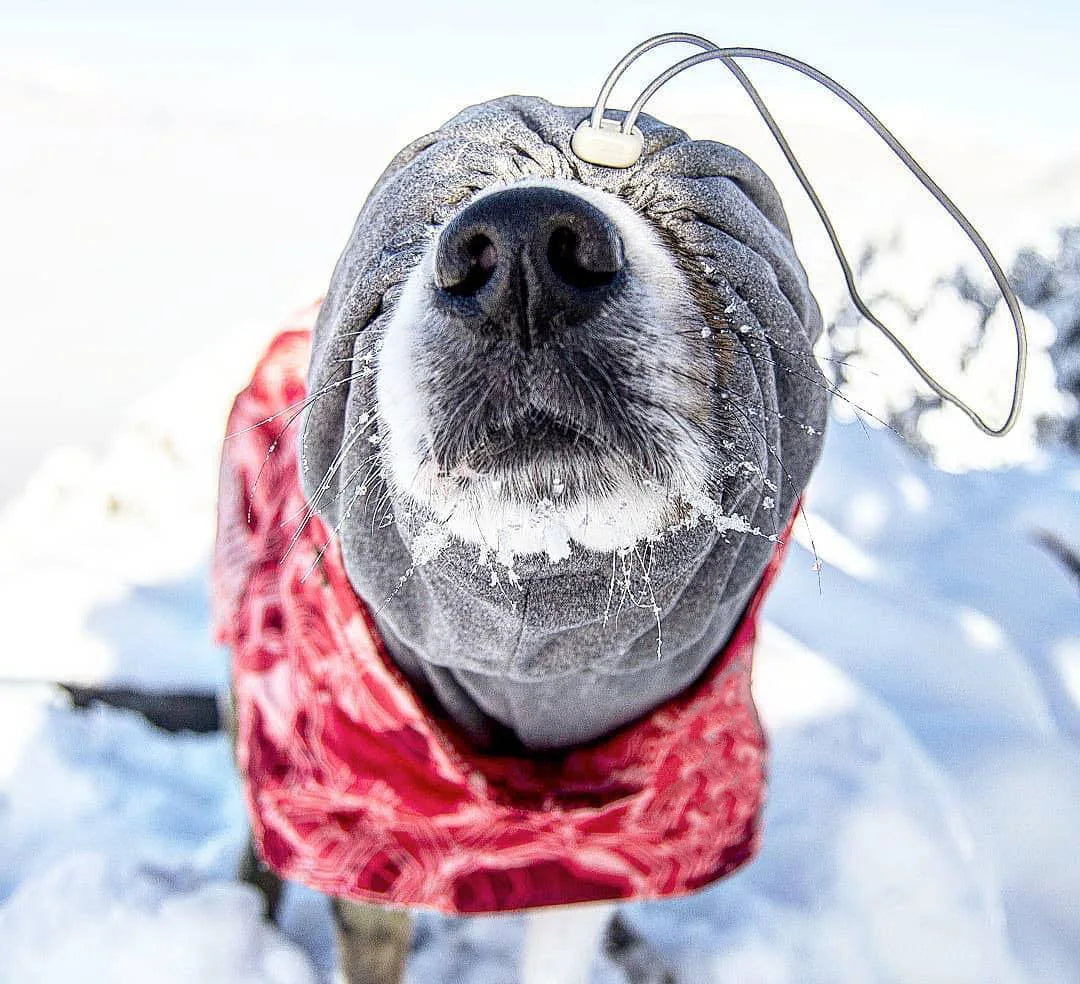 Waterproof Winter Dog Jacket – Warm Outfit for Small, Medium & Large Dogs