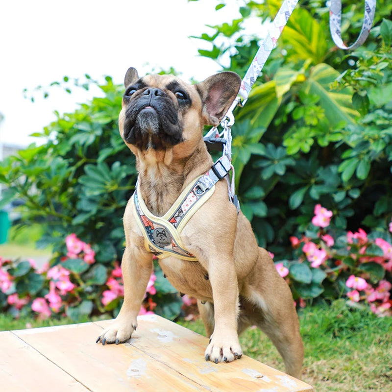 Adjustable Dog Harness & Leash Set