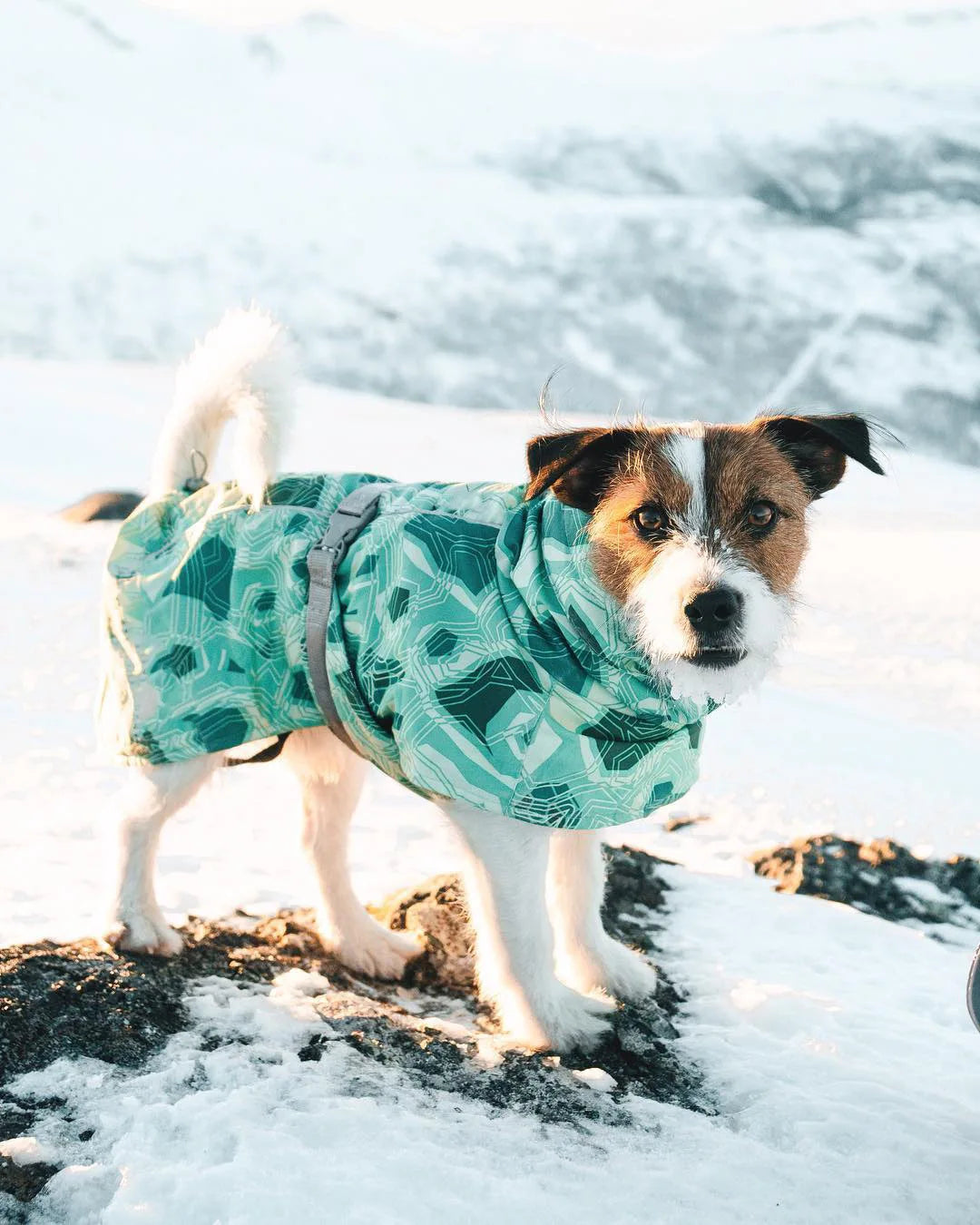 Waterproof Winter Dog Jacket – Warm Outfit for Small, Medium & Large Dogs