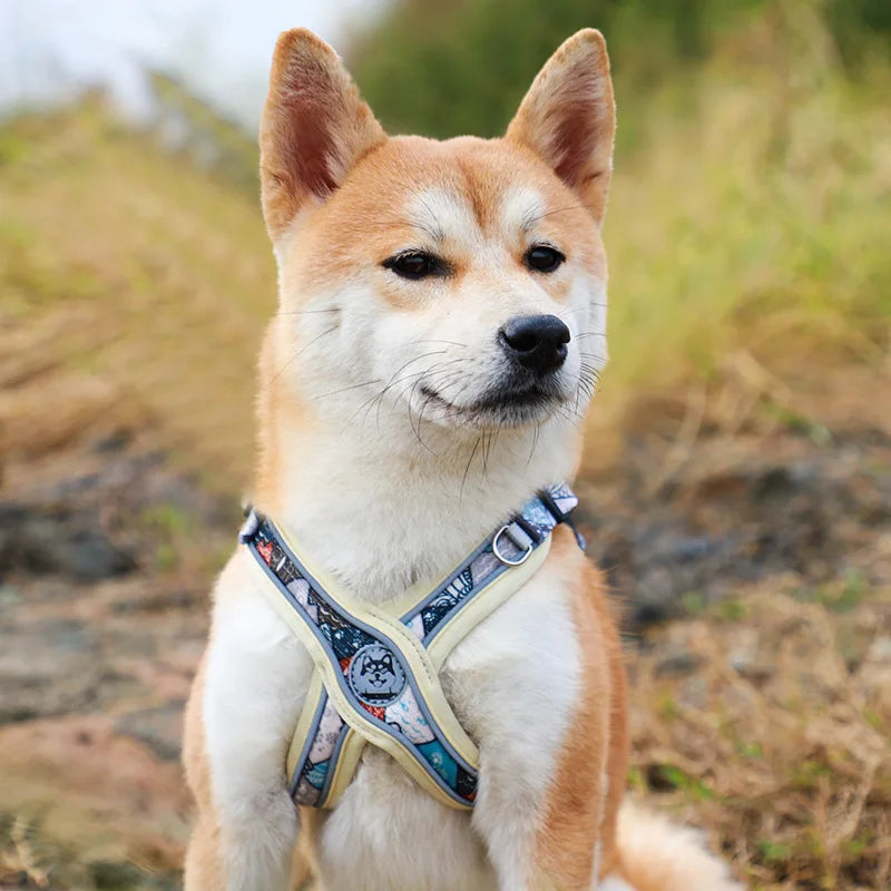 Adjustable Dog Harness & Leash Set