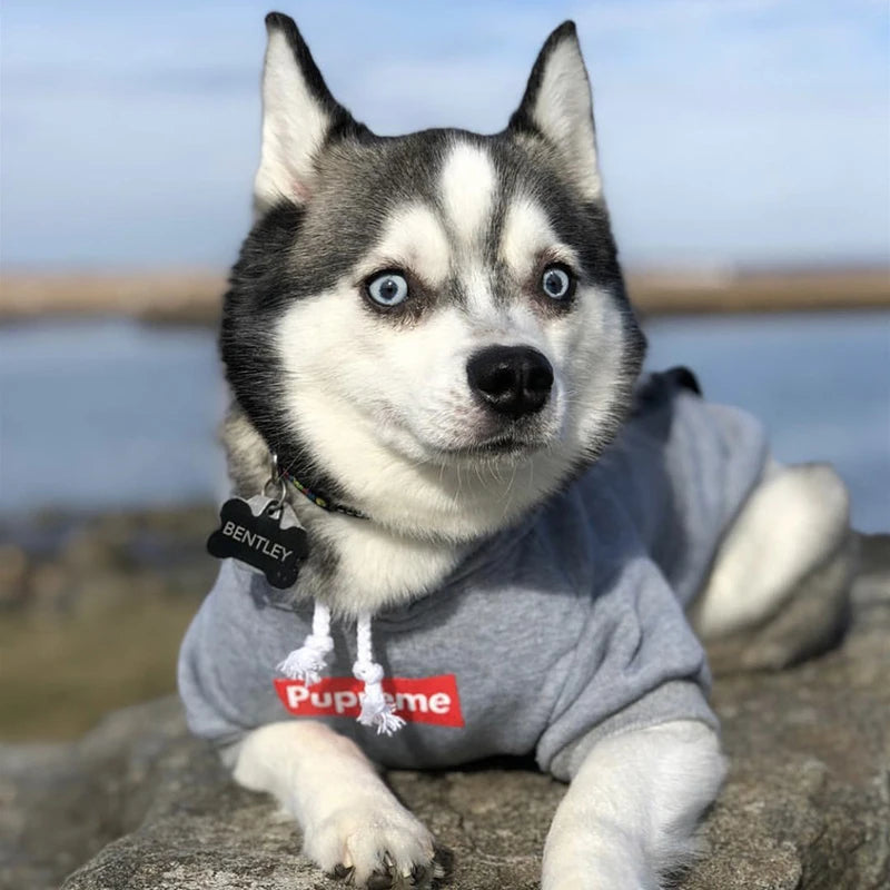 Plush Cotton Hoodie Jacket for Dogs & Cats
