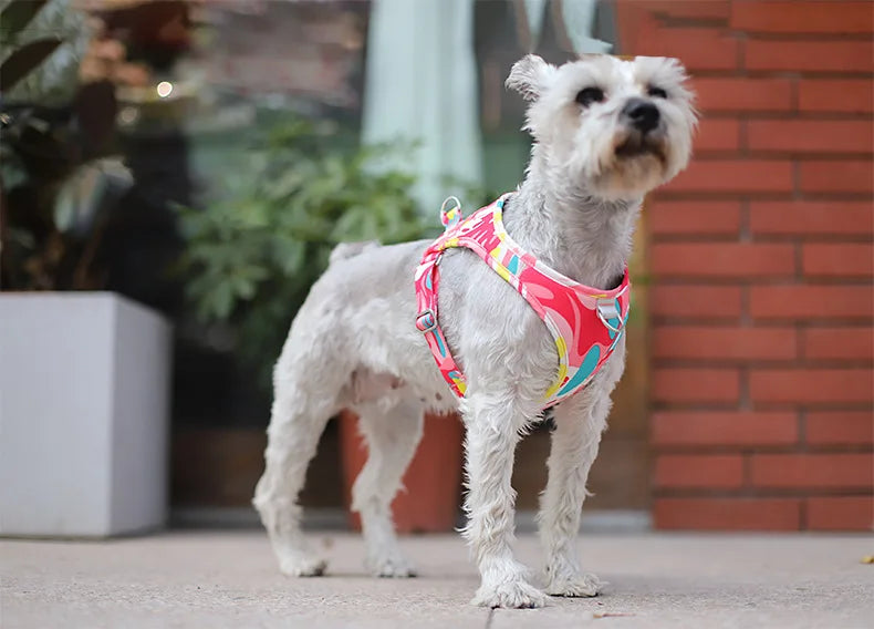 Adjustable Mesh Vest Harness for Dogs & Cats