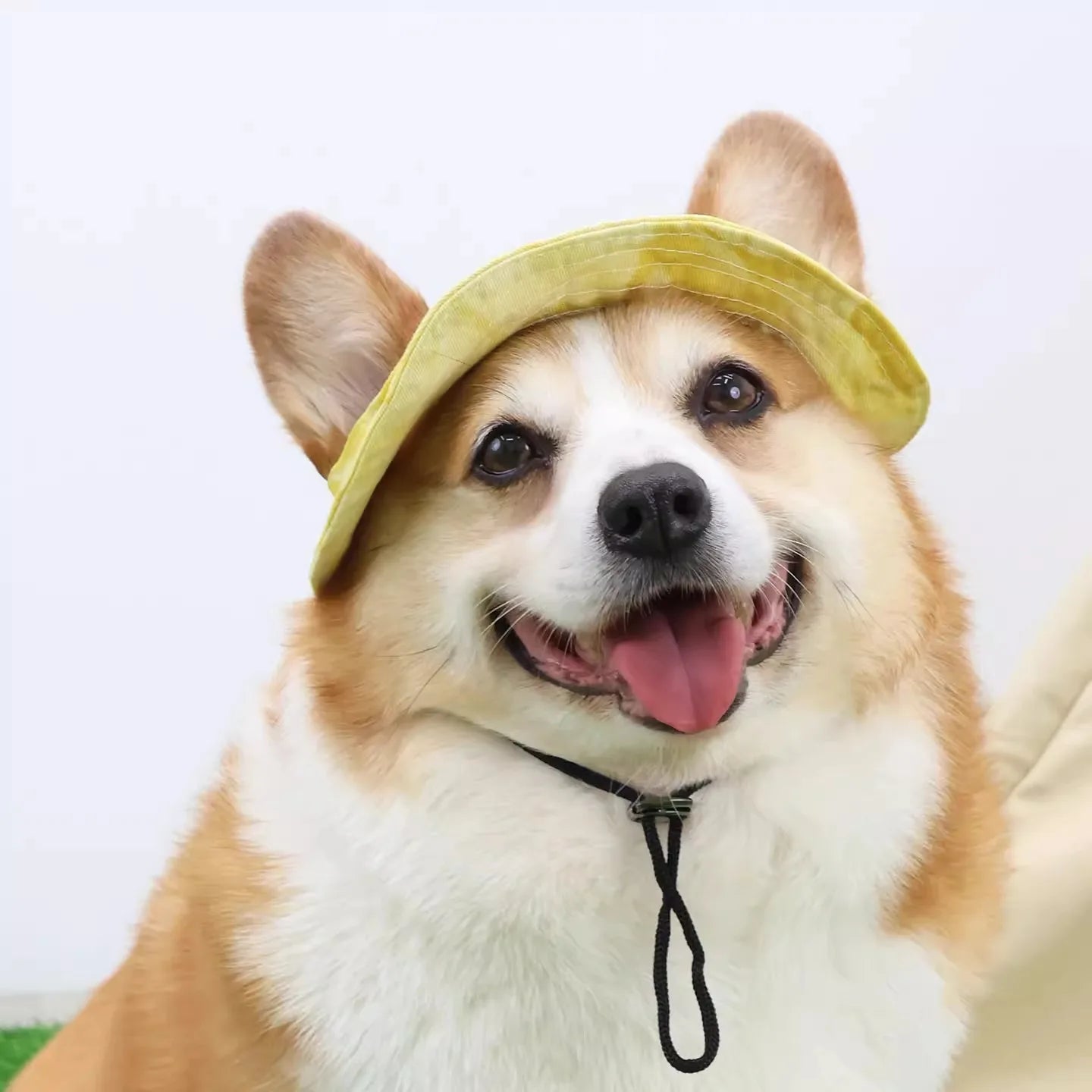 Chapeau de soleil pour animaux de compagnie avec trous pour les oreilles - Protection extérieure pour chiens et chats