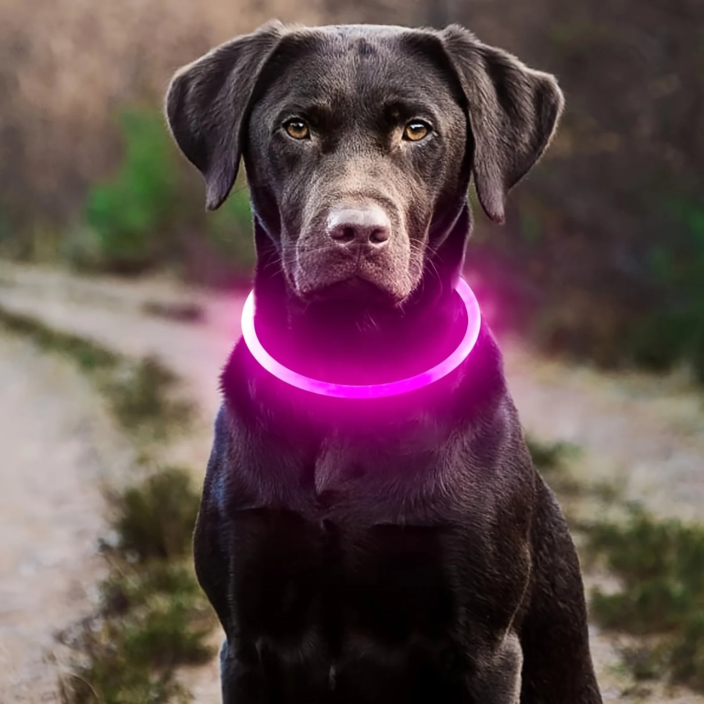 Collier lumineux LED pour chien - Collier de sécurité rechargeable par USB pour une visibilité nocturne