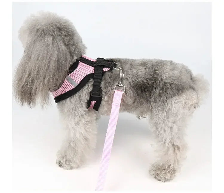 Harnais anti-évasion pour chat et chien avec laisse - Gilet en maille réglable pour la promenade