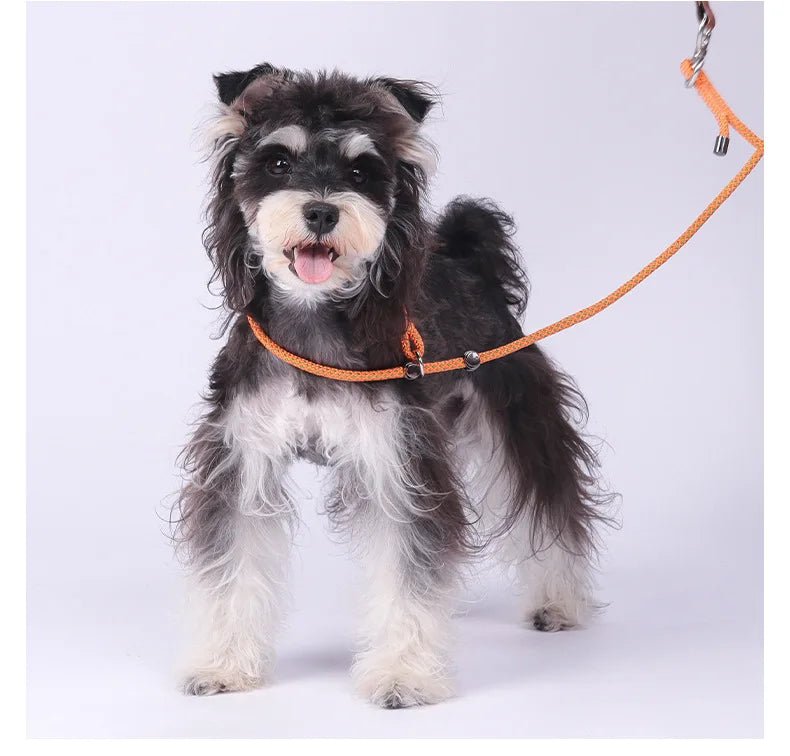Laisse-collier étrangleur anti-nœuds réglable pour petits chiens