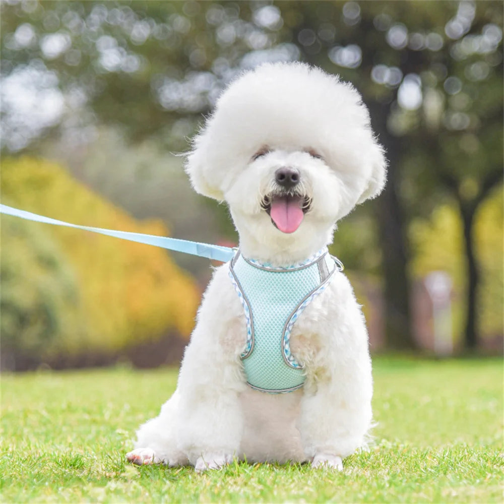 Reflective Mesh Harness & Leash Set for Cats & Small Dogs