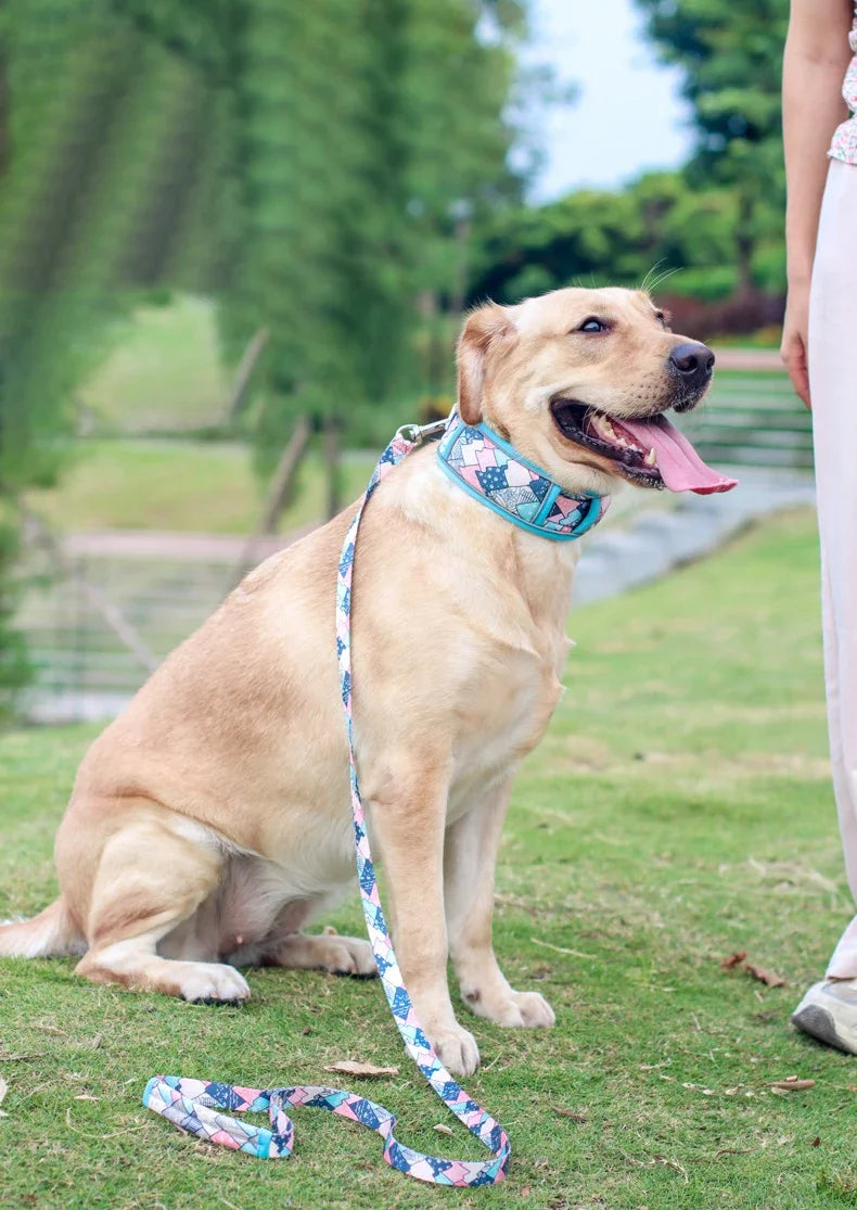 Reflective Breathable Mesh Dog Collar with Double D-Ring – All Sizes