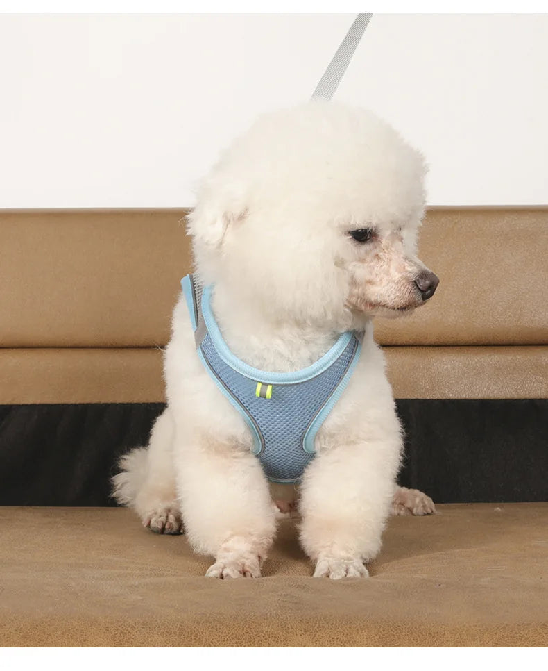 Small Dog Harness and Leash Set