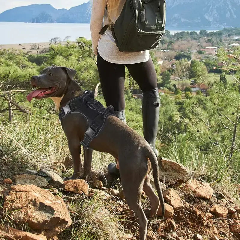 Harnais pour chien anti-traction avec protection en silicone pour traceur GPS