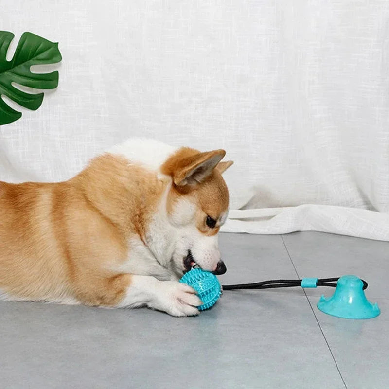 Suction Cup Tug Toy with Ball