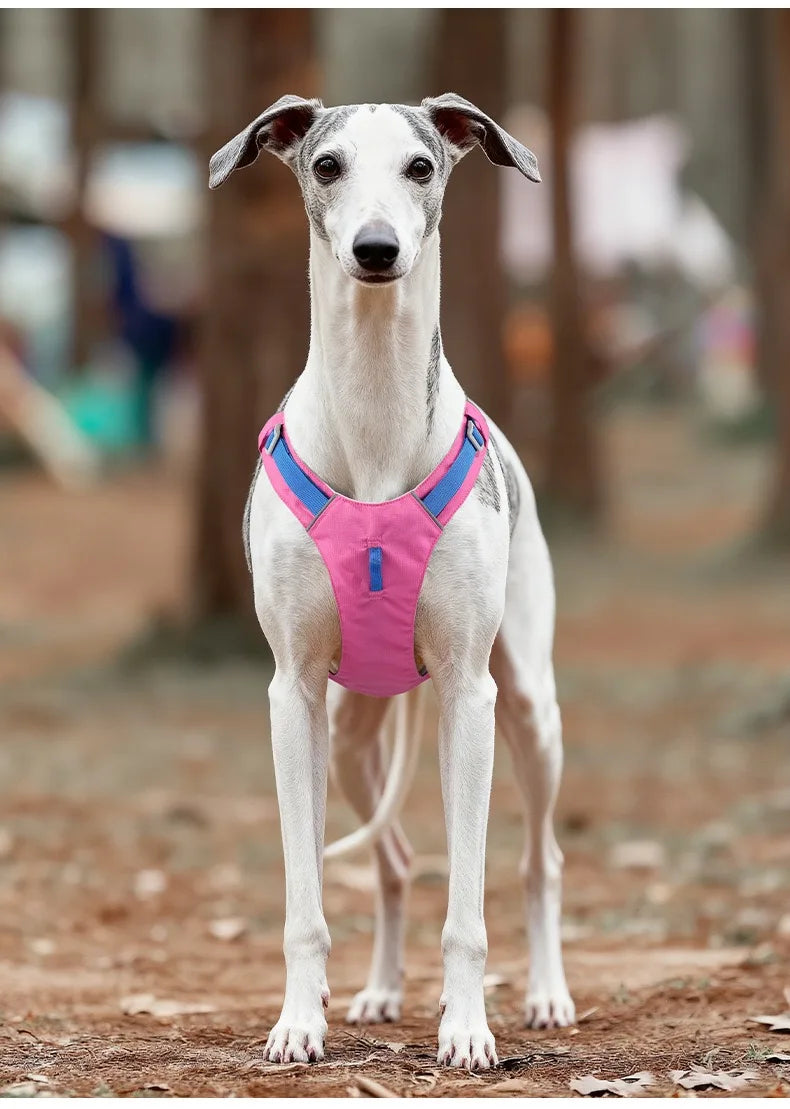 Lightweight No-Pull Reflective Dog & Cat Harness Vest