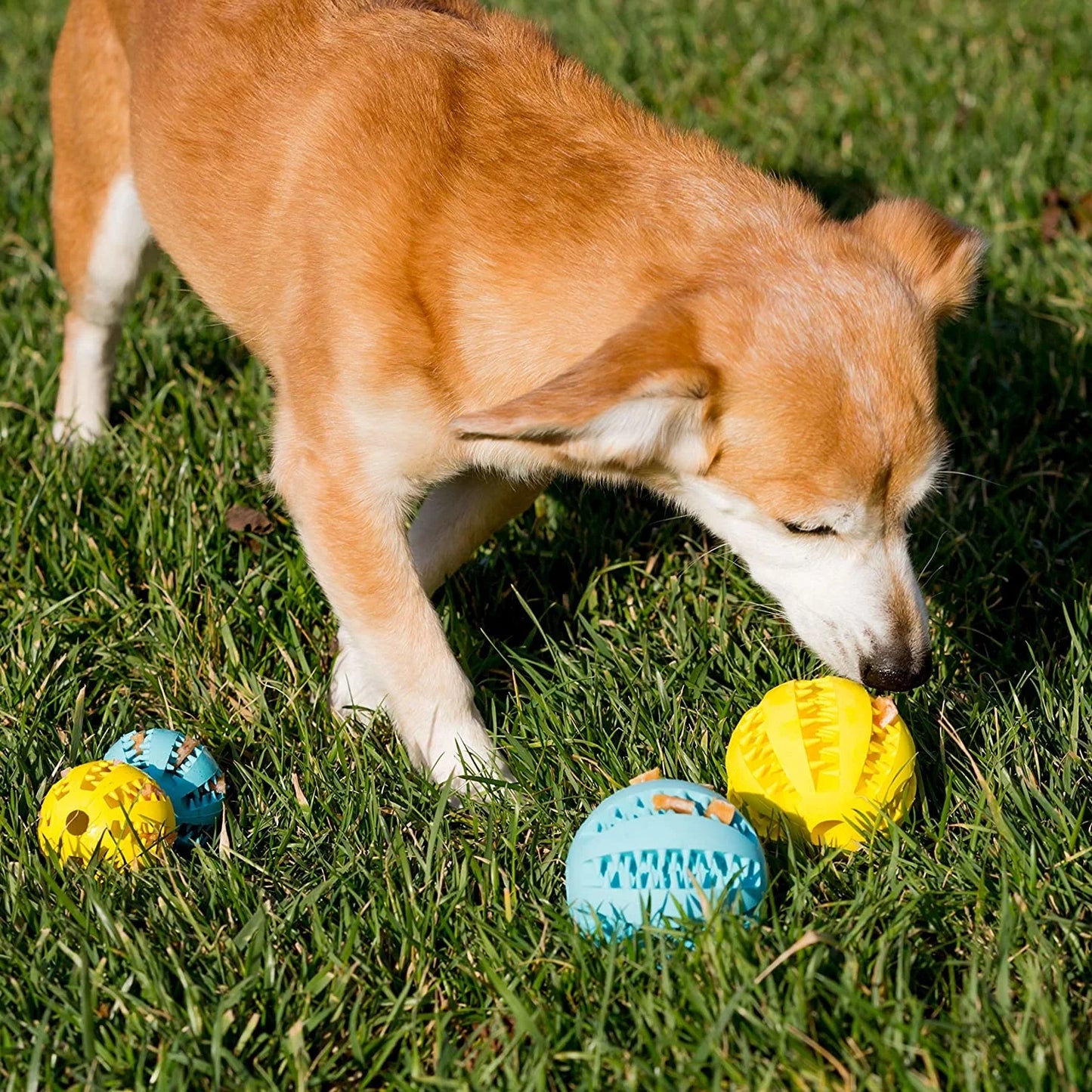 Interactive Rubber Chew Ball