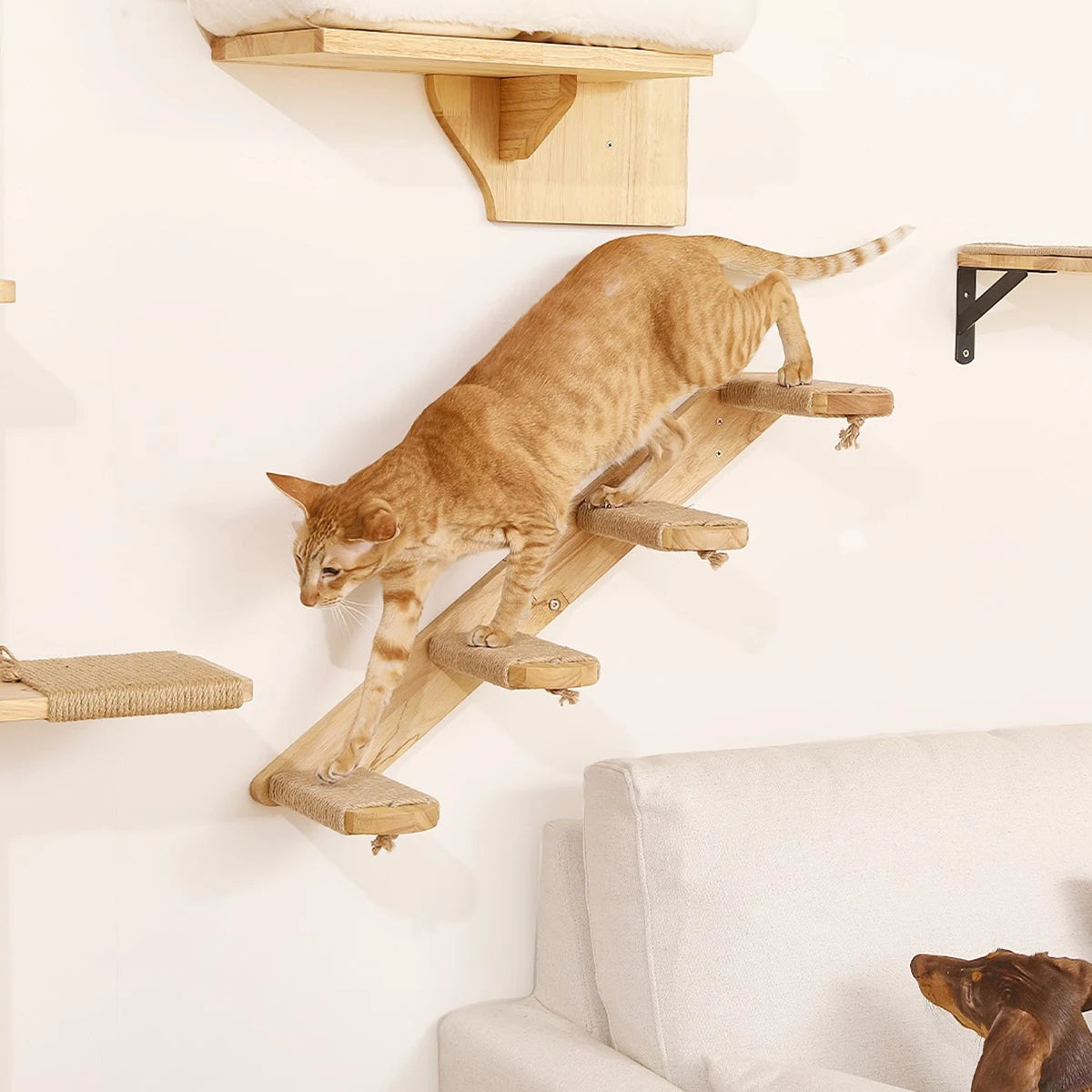 Wall-Mounted Cat Climbing Shelf & Hammock Set