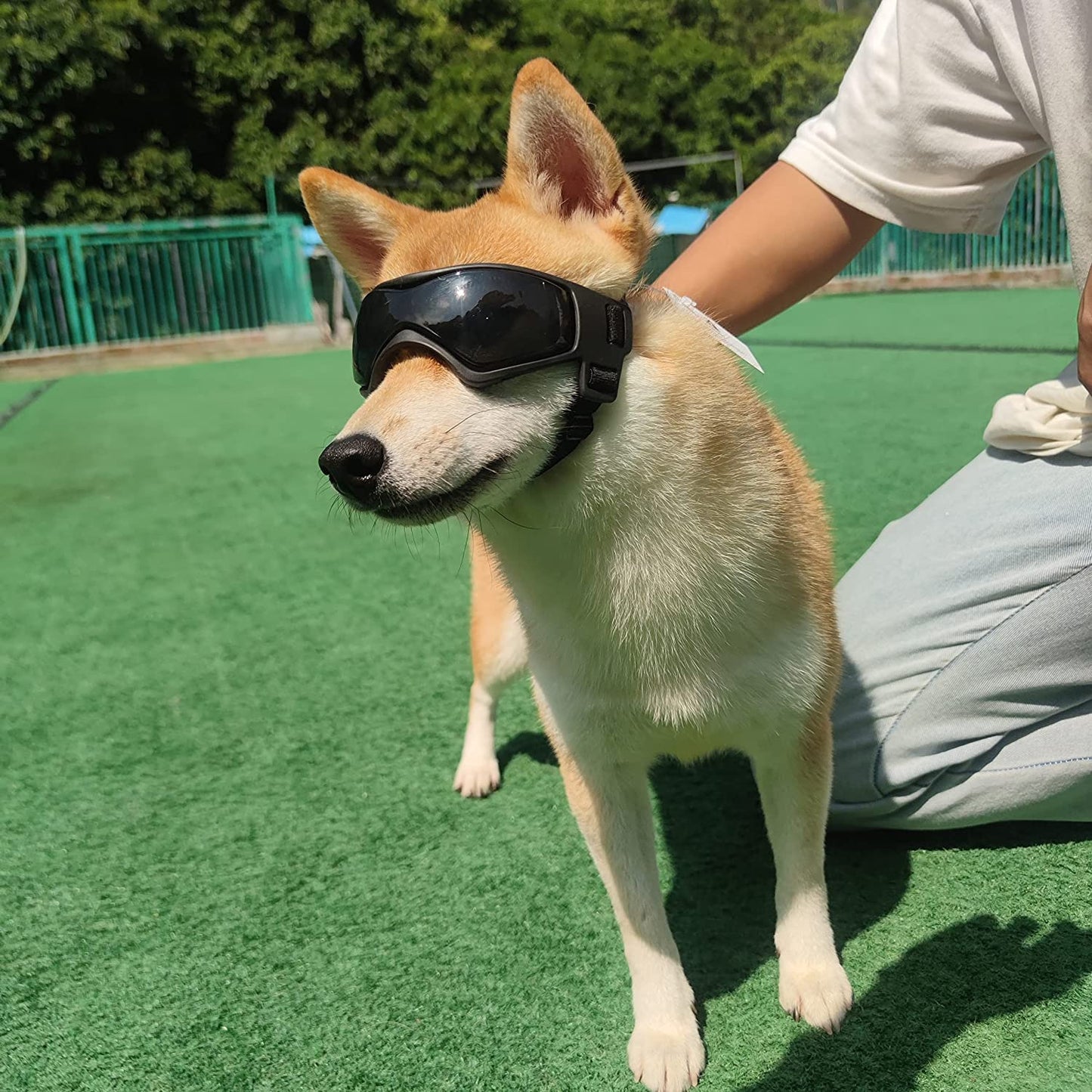 Lunettes pour chien de petite race - Lunettes de soleil de protection UV pour chiots