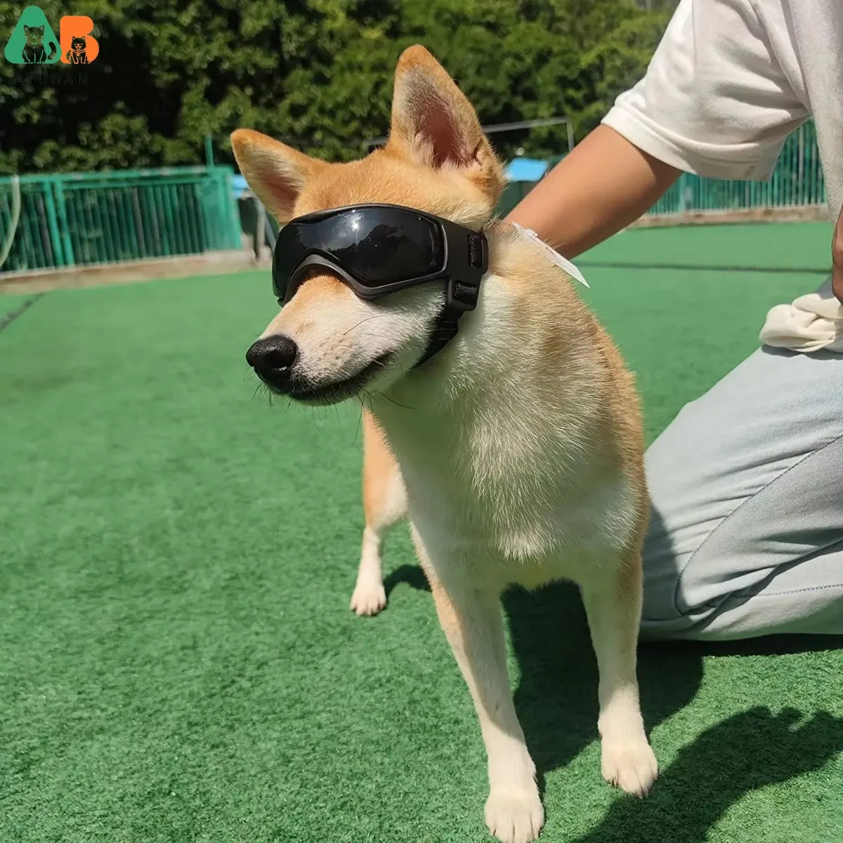 Lunettes pour chien de petite race - Lunettes de soleil de protection UV pour chiots