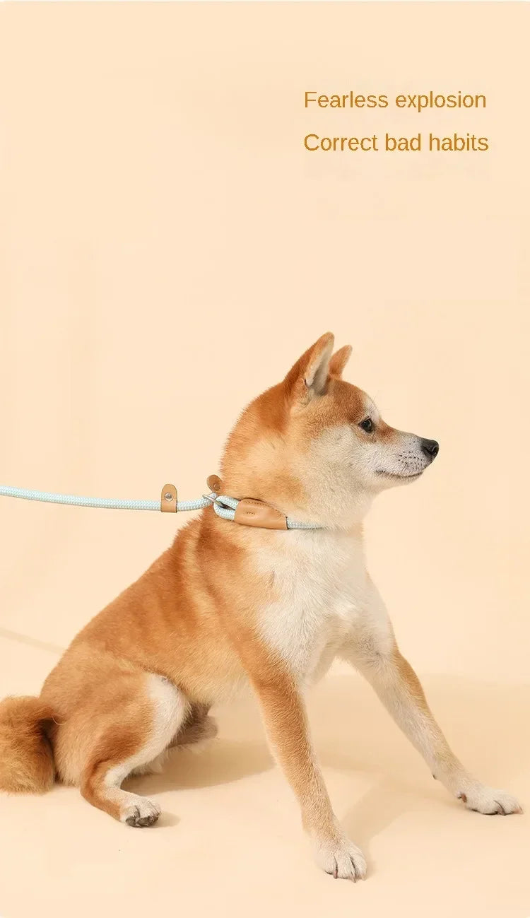 Ensemble laisse et harnais réglables en nylon pour chien