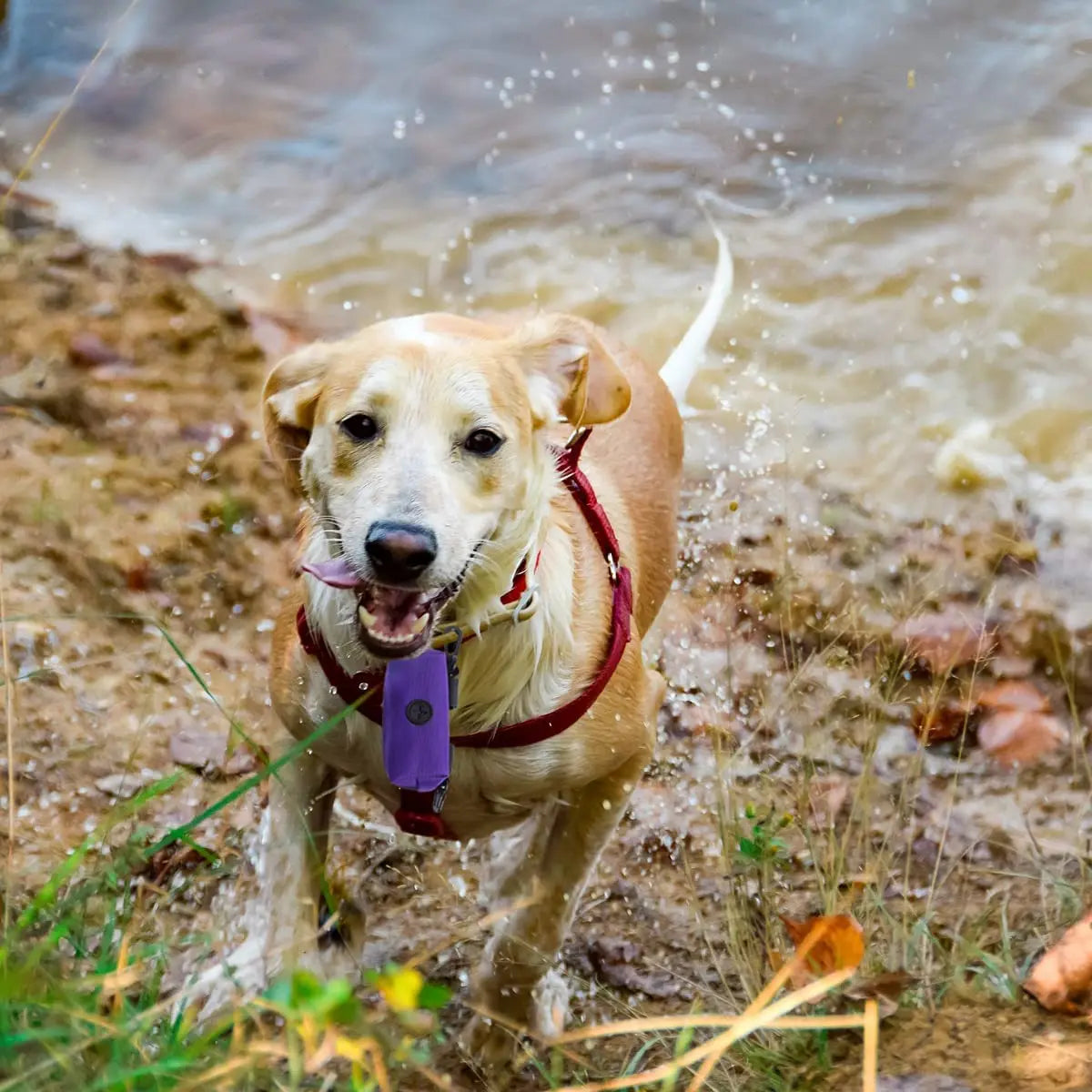 Dog Poop Bag Dispenser - Waste Bag Carrier for Dog Walking