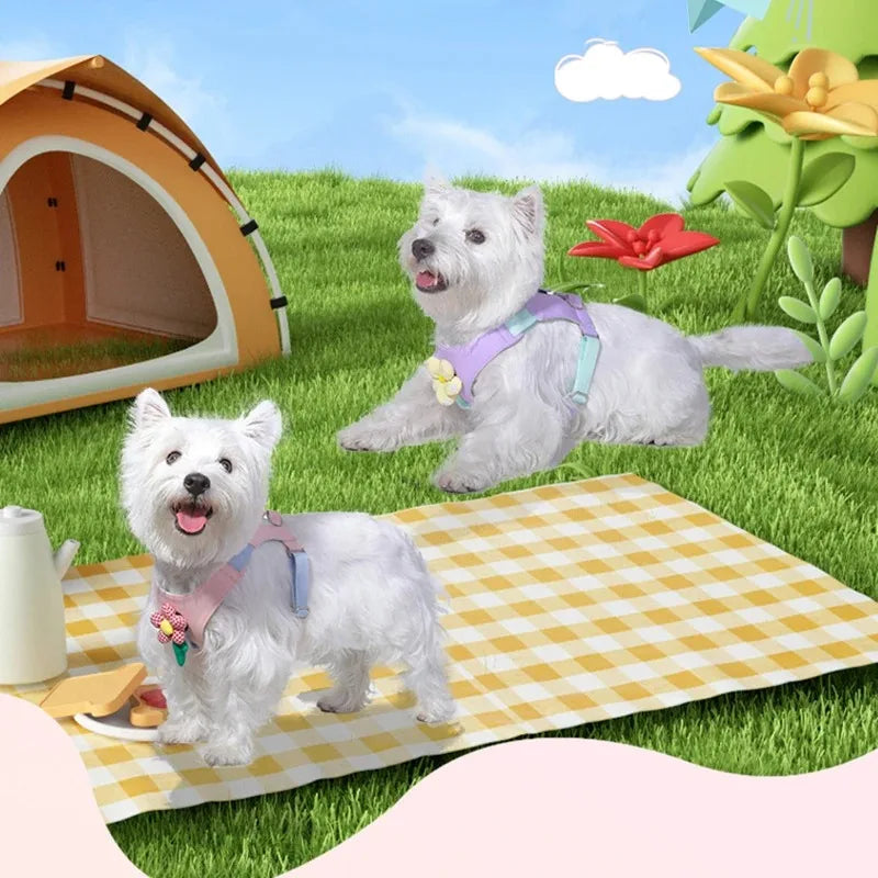 Ensemble Collier et Laisse pour Chien - Harnais de Poitrine pour Petits Chiens