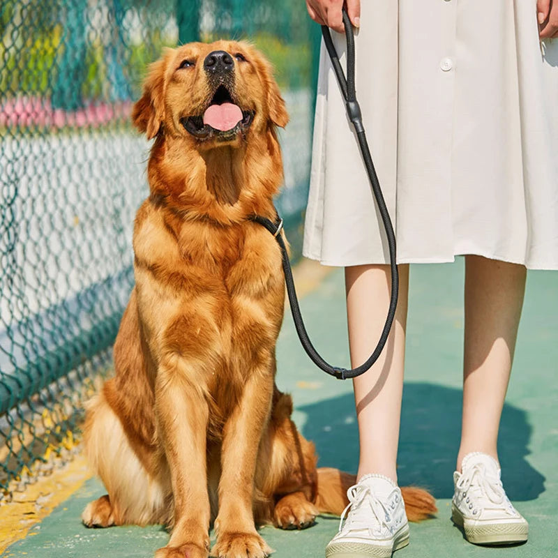 Nylon Slip Lead Training Leash for Small & Medium Dogs