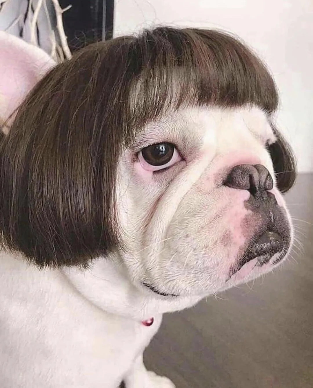 Pet Halloween Wig - Curly & Straight Hair Costume Accessory for Dogs & Cats