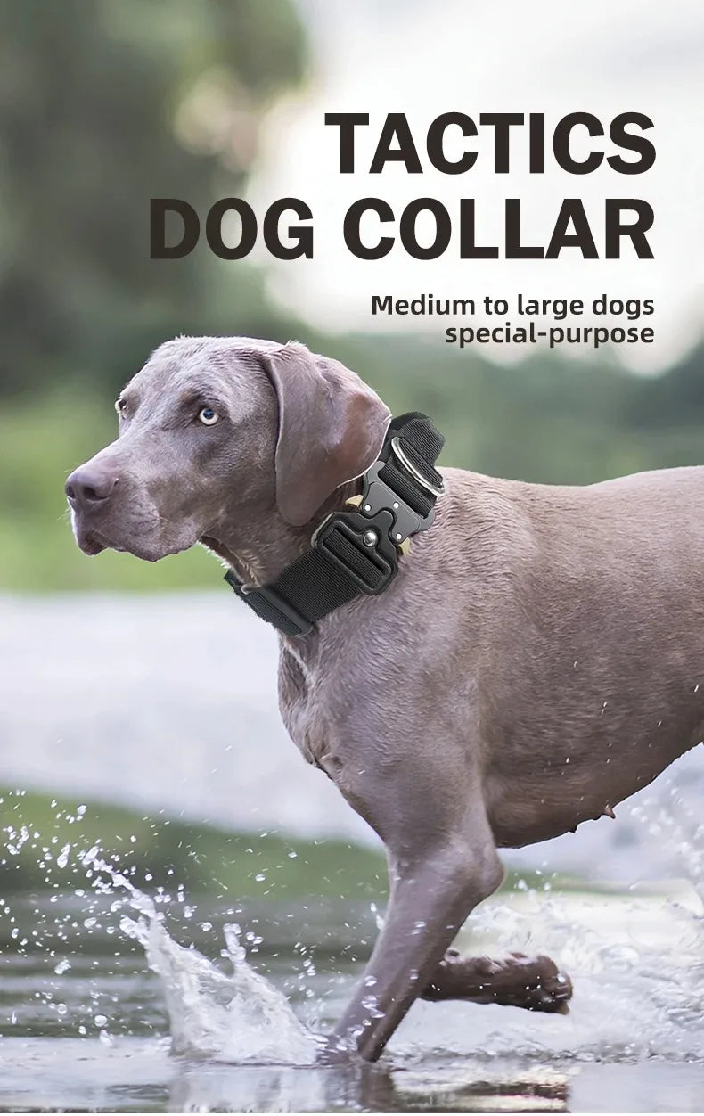 Ensemble complet collier et harnais pour chien avec laisse