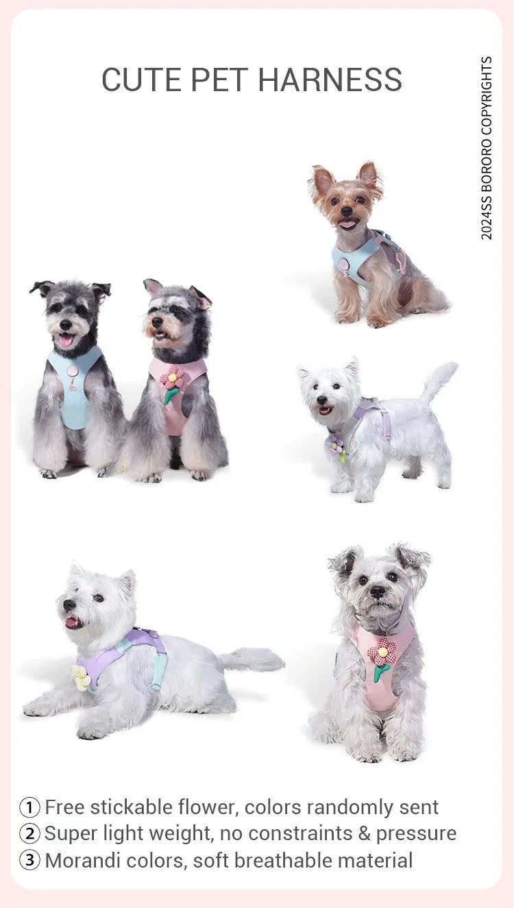 Ensemble Collier et Laisse pour Chien - Harnais de Poitrine pour Petits Chiens