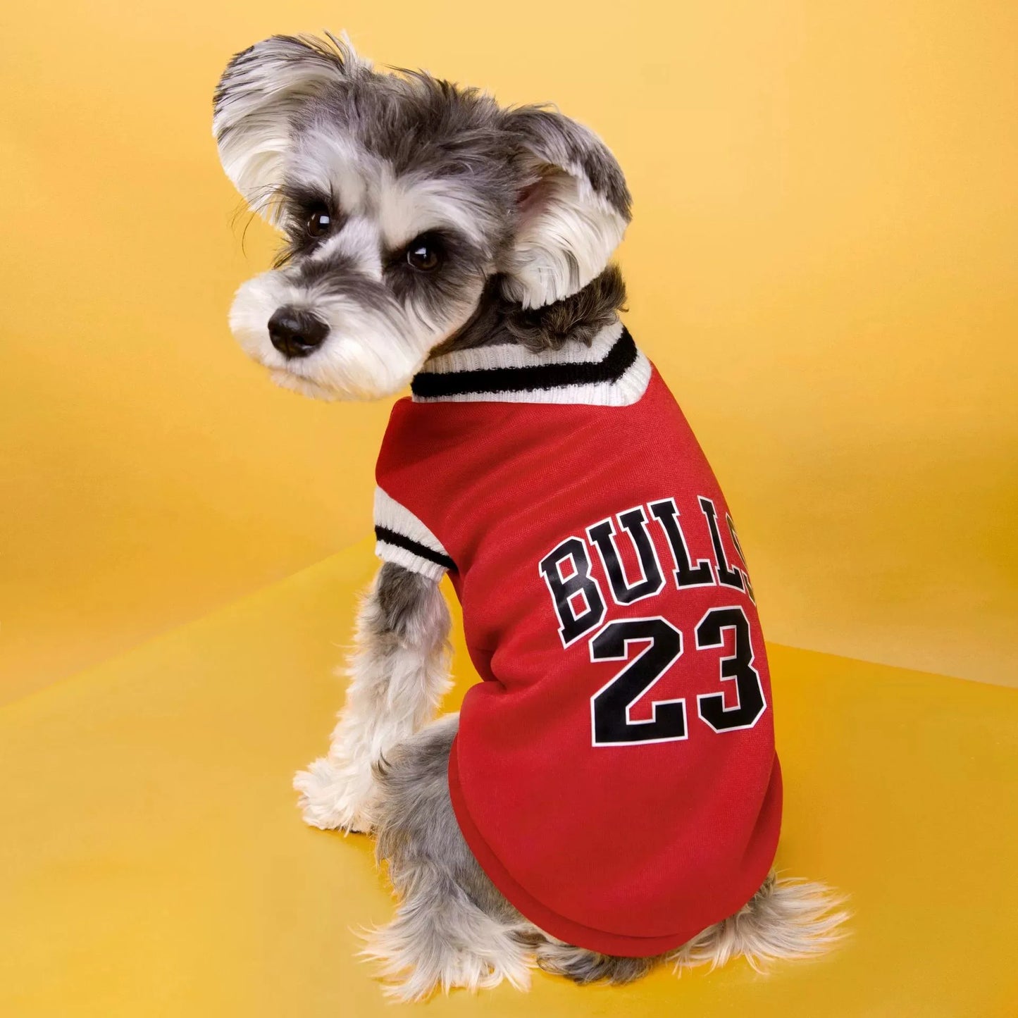 Pull pour chien style universitaire