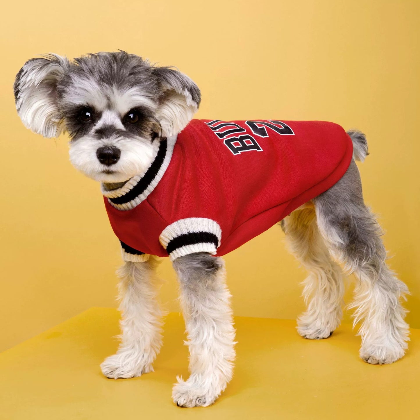 Pull pour chien style universitaire