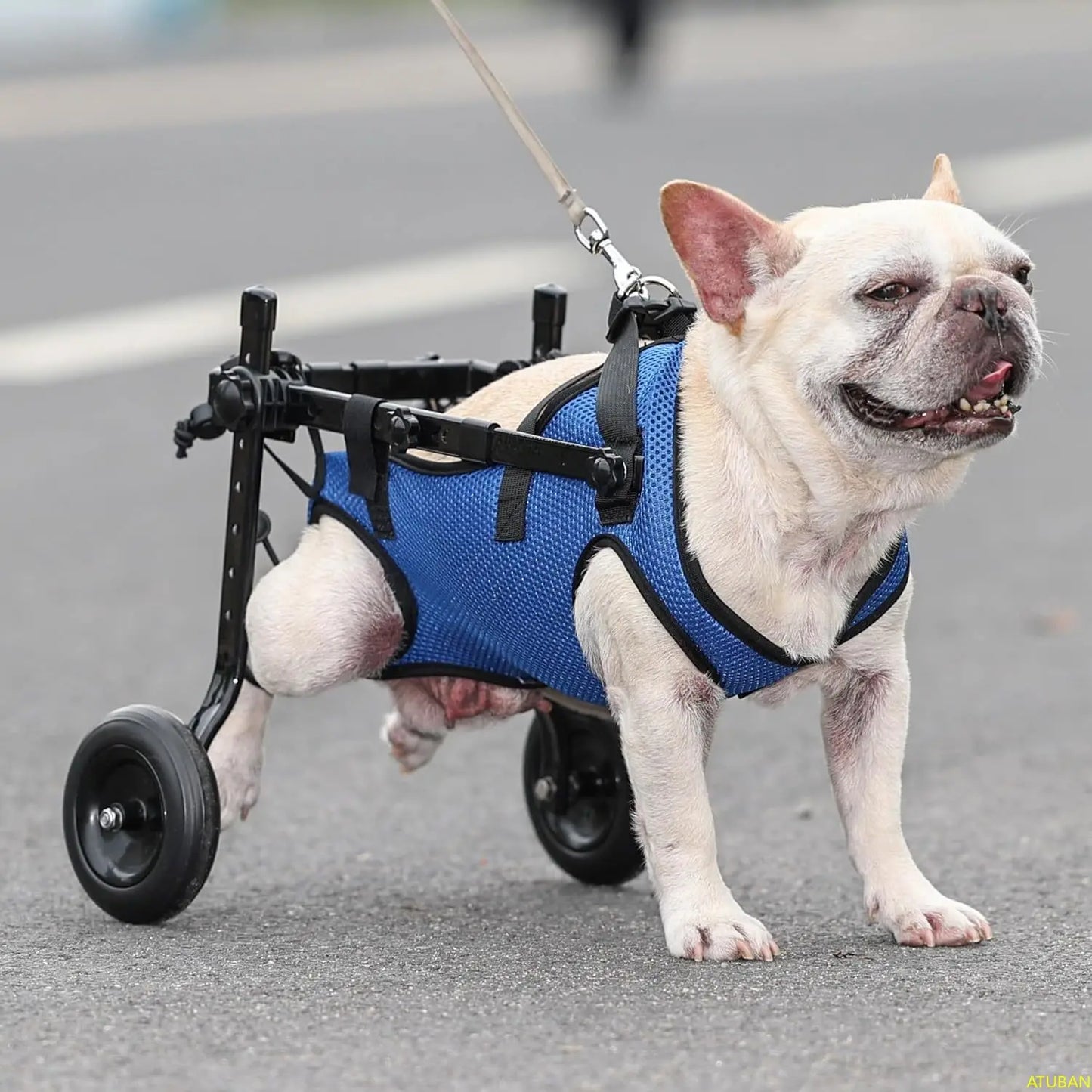 Adjustable Dog Wheelchair - Mobility Aid for Small Dogs 8-20 lbs